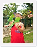Bird Feeding (8) * 576 x 768 * (107KB)